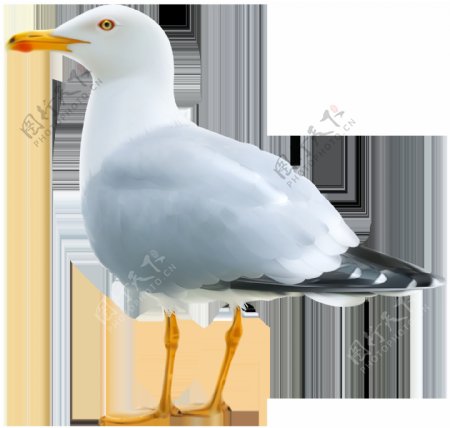 灰白色海鸥免抠png透明图层素材