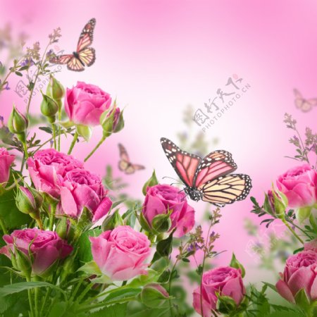 落在玫瑰花上的蝴蝶背景图片