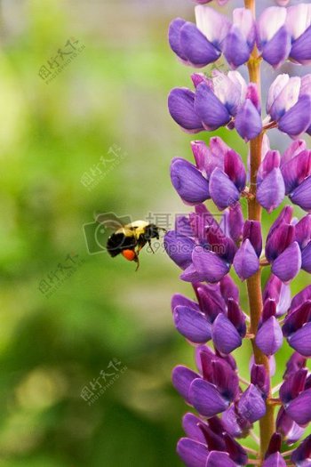 自然飞行夏天紫色动物春天花蜜蜂昆虫丁香紫鲜花