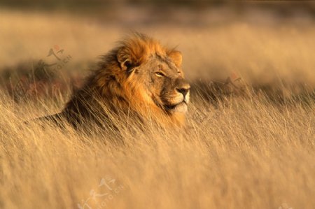 非洲雄狮素材图片