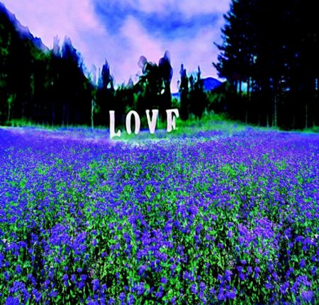 蓝紫色花朵田地影楼摄影背景图片