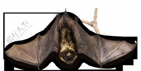 平躺的蝙蝠图片免抠png透明图层素材