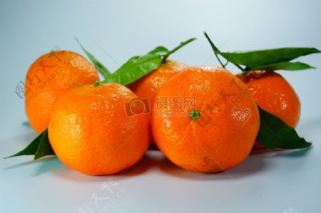 采摘下的柑橘