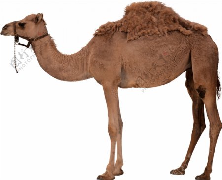 棕色单峰骆驼侧面免抠png透明图层素材