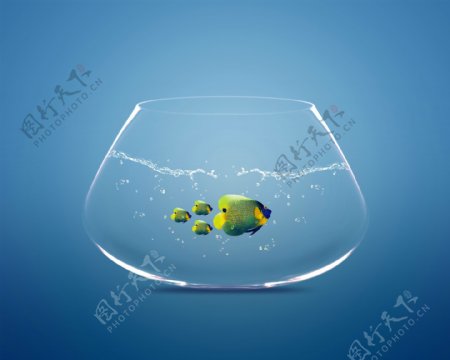 玻璃鱼缸里的鱼图片
