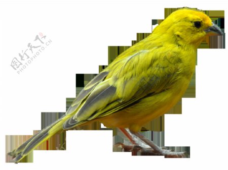 黄绿色小鸟图片免抠png透明图层素材