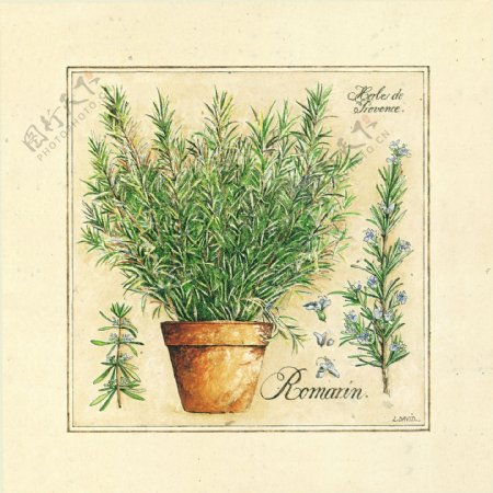 盆景植物插画背景图片