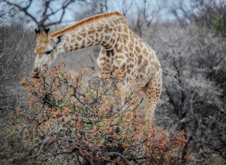 动物非洲长颈鹿野生动物园哺乳动物野生生活稀树草原