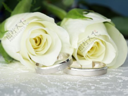 美丽玫瑰花与结婚戒指图片