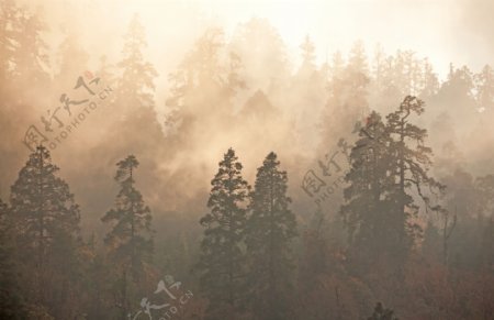 朦雾里的树林图片