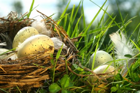 草地上的鸟蛋图片