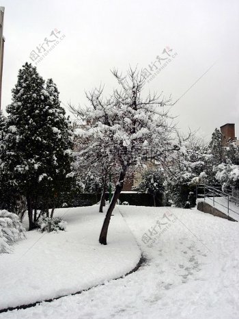 ARBOL树snow3.JPG