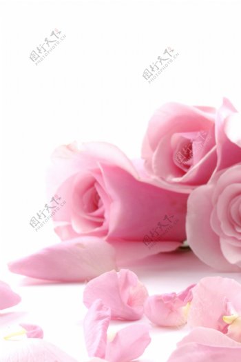 鲜艳欲滴粉色带刺玫瑰装饰画
