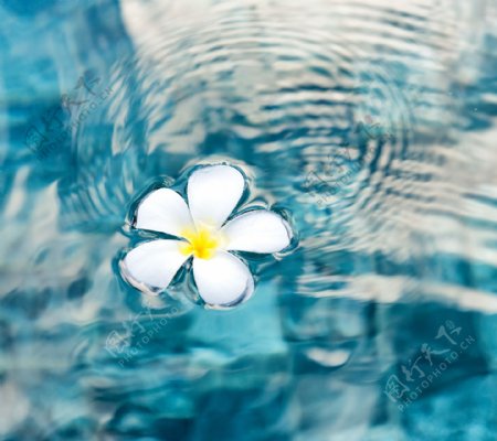 漂浮在水中的花朵