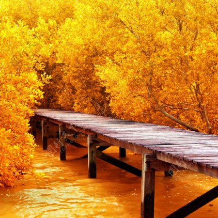 黄色的树与河水图片