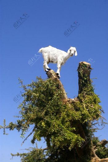站在大树上的山羊图片