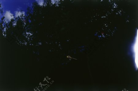 树荫下飞翔的小蜻蜓图片