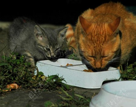 小猫在吃猫粮