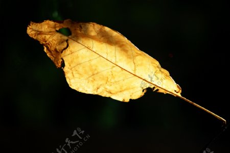 秋天黄叶图片图片