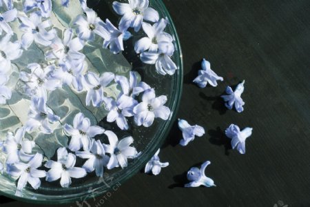 水里的白色花朵图片
