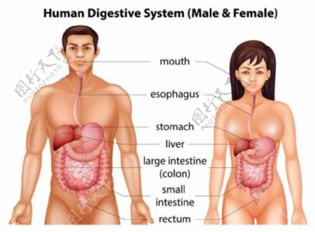 男女消化系统图片