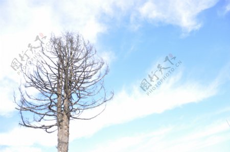 大树与天空摄影图片