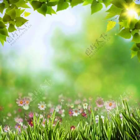 梦幻光斑与鲜花草地背景图片
