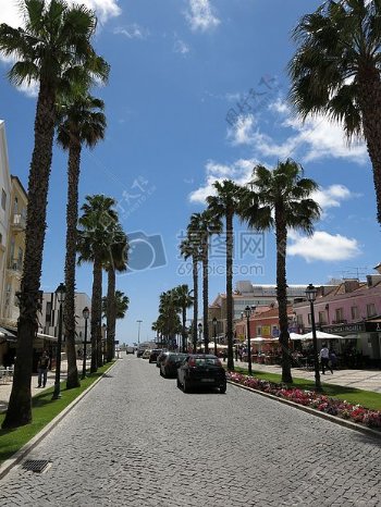 棕榈树环绕的街道