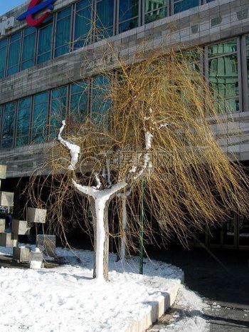 雪地上的柳树
