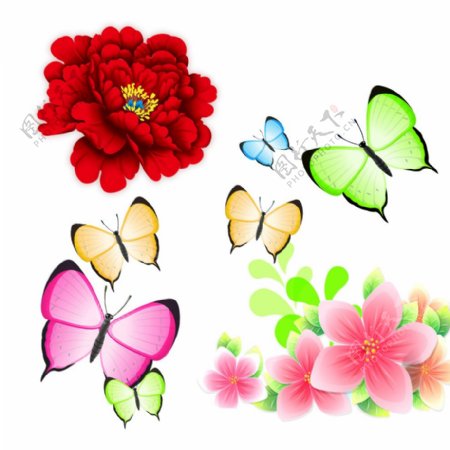 牡丹蝴蝶花朵图片