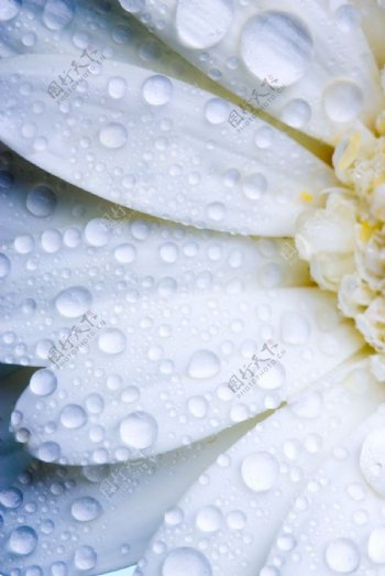 白色花瓣水珠特写图片