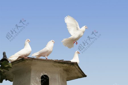鸽子屋顶上的白鸽图片