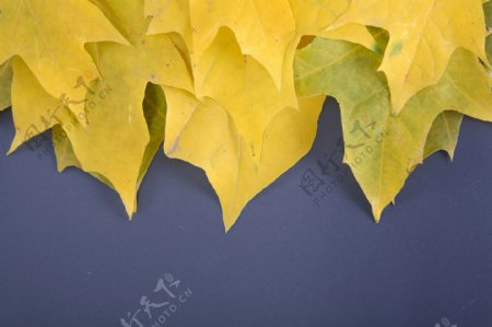 秋天发黄的枫叶图片