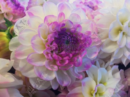 白色和紫色花