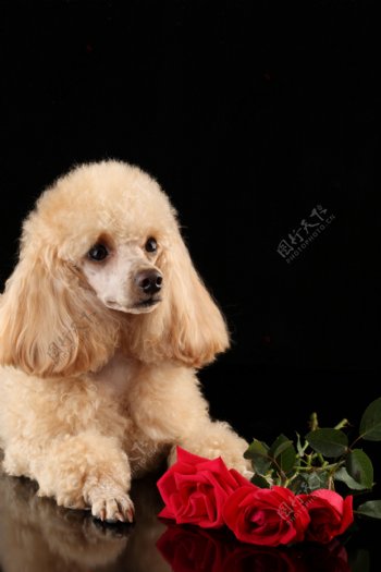 玫瑰花与宠物狗图片