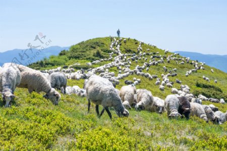 山坡上的羊群图片