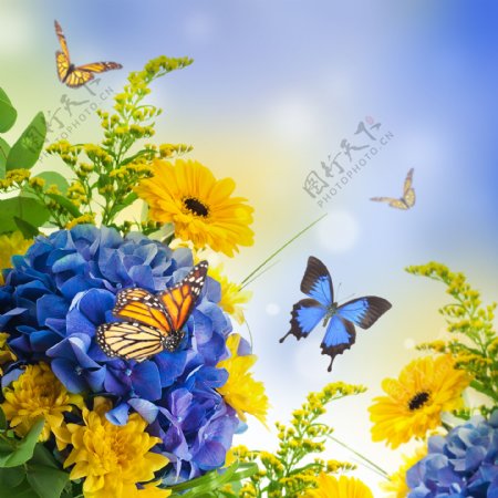 飞舞蝴蝶与菊花图片