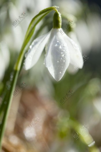 低头的白色花朵图片