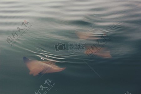 海水鱼黄貂鱼