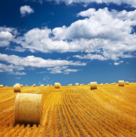 蓝天白云下麦田上的麦堆图片