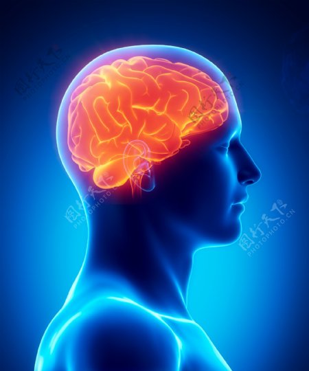 男性大脑器官图片