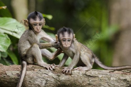 动物猴子丛林兄弟猿