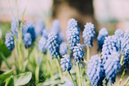 白天蓝花花蕾