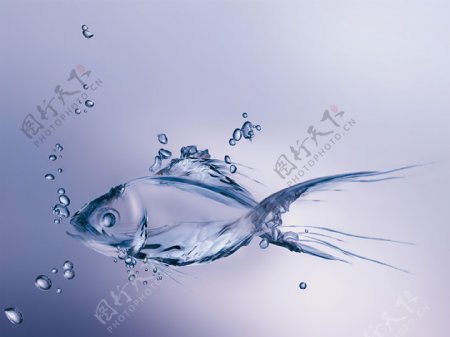 水形金鱼图案图片