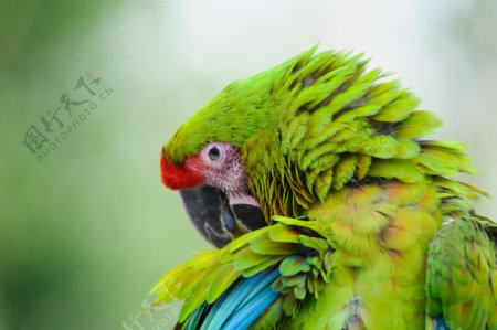 绿色鹦鹉摄影图片