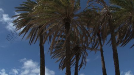 棕榈树和救生站倾斜视图2股票的录像视频免费下载