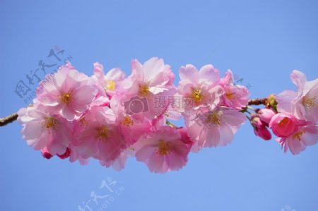 日本樱花树