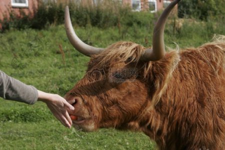 苏格兰高地牛小牛的母牛