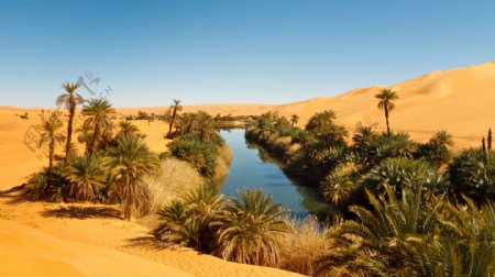 沙漠里的水渠与植物图片