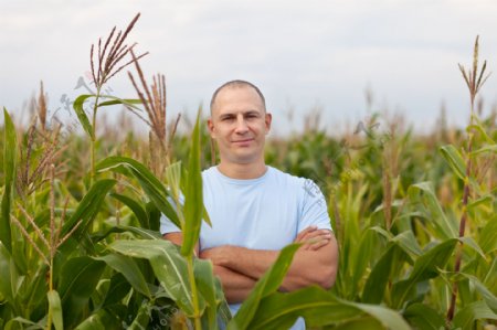 玉米地里的农民图片